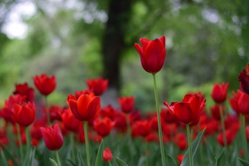 Fototapeta na wymiar red tulip in spring