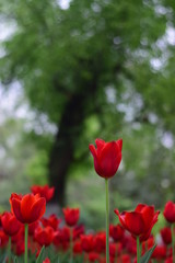 Naklejka premium red tulip in spring