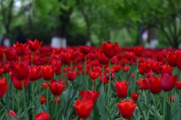 red tulip in spring
