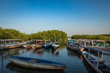 Gambia Mangroves. Lamin Lodge. Traditional long boats. Green mangrove trees in forest. Gambia.