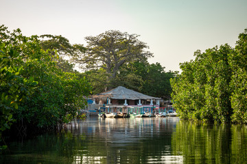 Obraz premium Gambia Mangroves. Lamin Lodge. Traditional long boats. Green mangrove trees in forest. Gambia.