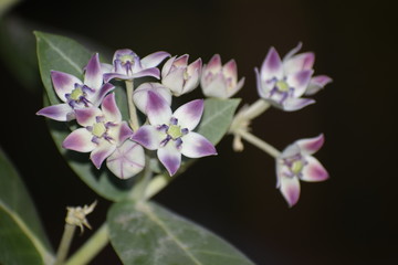 Naklejka na ściany i meble calotropis gigentea or madar plant flower or purple crown flower found in asian country of India and state of gujarat and is milky plant.