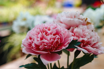 Flowers. Photo of pink peonies at the exhibition