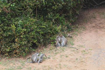monkey on sandy ground