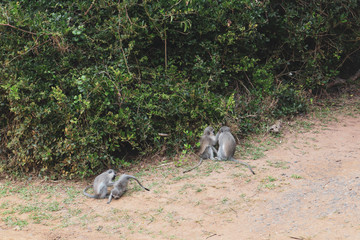 monkey on sandy ground