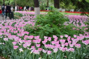 beautiful tulip bloom in spring