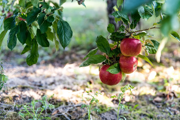 Red organic apple hanging on a tree, growing in an apple orchard. Green leaves in the background. Fruit picking season