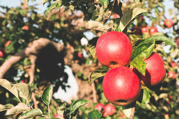 Bunch of organic red apples hanging on tree branch, growing in an orchard during autumn season. Ripe apples ready for harvesting