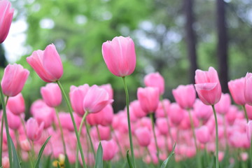 Fototapeta premium beautiful tulip bloom in spring