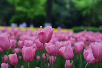 beautiful tulip bloom in spring