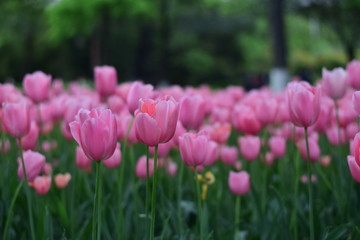 Fototapeta premium beautiful tulip bloom in spring