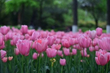 Obraz premium beautiful tulip bloom in spring
