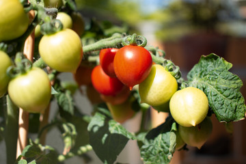 small tomatoes on a branch.   Vegetables for Balcony