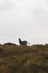 zebra in the savannah