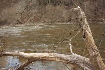 dead tree in the water