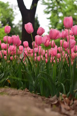 beautiful tulip bloom in spring