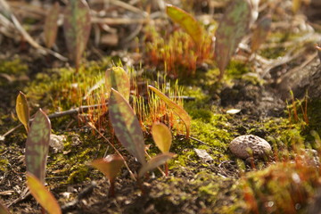 moss on the rocks