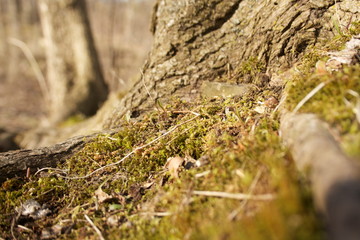 moss on stone