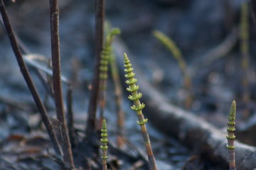 grass in the wind