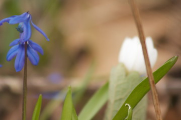 blue iris flower