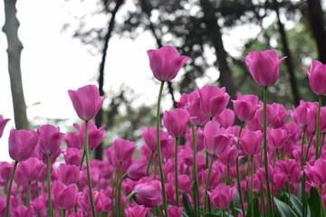 beautiful tulip bloom in spring