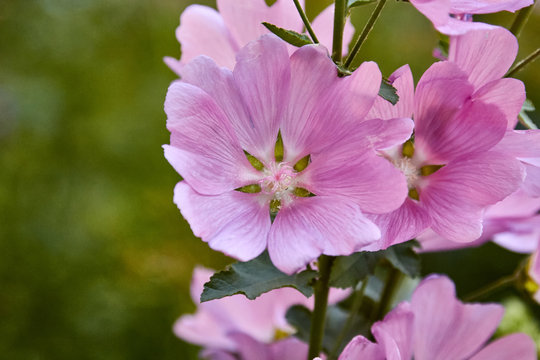 Sidalcea malviflora is a perennial herb in the Malvaceae family