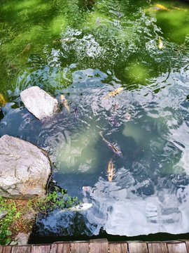 naturaleza en parques y los animales que habitan.