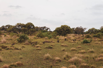 Obraz premium Monkeys in the savannah