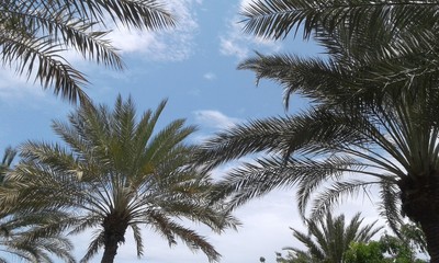 Fototapeta na wymiar Low Angle View Of Palm Trees Against Sky