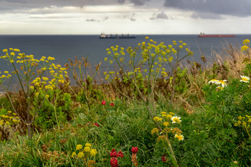 Wild flowers on a beautiful sea background. Ships sail into the ocean. Spring evening in Centennial Park, Algeciras, Andalusia, Spain, Europe.