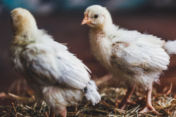 Sussex chicks in a country house on a background of a carpet with a geometric pattern.