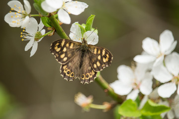 Schmetterling auf Kirschblüten