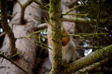 find a squirrel