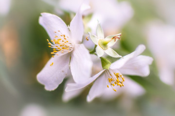 delicate Jasmine in different stages of blooming macro on a blurry background