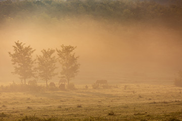 Horses on a meadow in early morning