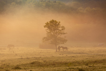 Horses on a meadow in early morning