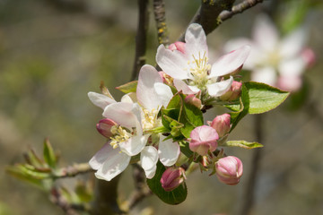 Apfelblüten im Frühling