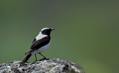 Black-eared Wheatear (Oenanthe hispanica),  Greece