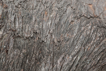 Abstract in  Tree Bark