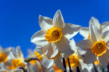 Daffodils against a blue spring sky