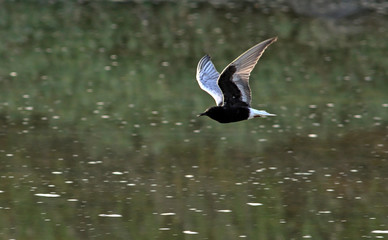 White-winged Tern, or White-winged Black Tern, Chlidonias leucopterus, Greece