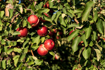 Organic red apples hanging on tree branches in an orchard during autumn season. Ripe apples ready for harvesting