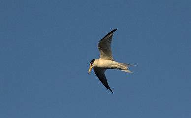 Fototapeta na wymiar Little Tern - Sterna albifrons, Lesvos, Greece