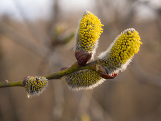 willow buds in spring
