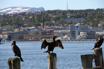bird birds cormorants tromso tromsø  water travel tourism sea coast nature port blue landscape sky harbor architecture europe boatship mountain summer bay view city beautifull and mark mediterranean v