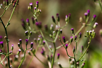 Artistic soft focus macro closeup of tiny Little Ironweed, Cyanthillium Cinereum with blurry background.