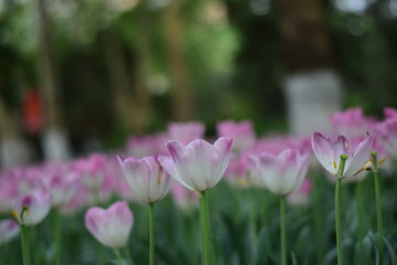 Obraz na płótnie Canvas pink tulips in spring
