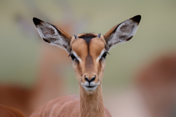 Portrait of a young male impala in Kruger National Park in South Afrika in the green season