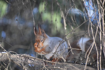 squirrel in the forest