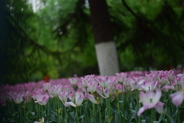 pink tulips in spring